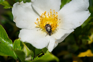 Beetle on Camellia Blossom – Nature's Microcosm