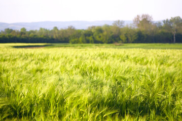 Economy in Serbia: land used for growing grain crops in the east of the country. Taken during golden hour, a landscape of a summer field with green ears of wheat, trees and mountains in the background