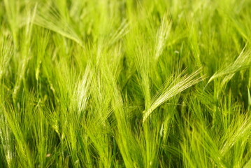 Green background: young cereal crops in a field shining in the sunlight. Summer in the countryside: close-up photograph of ears of wheat. Food production in Serbia: growing plants to produce flour.