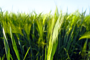 Cereal plant: ear of wheat and long green leaves photographed close-up in a field outdoors on a sunny spring day. Rural land in eastern Serbia: growing products for the production of cereals and flour