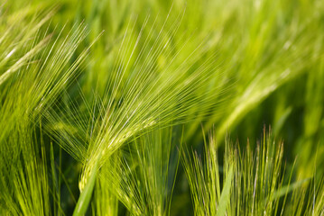Late spring on an agricultural field sown with cereal crops: formed green ears. On a grain farm in Serbia: close-up of wheat spikelets glistening in the sunlight. 	Industrial plant on arable land.