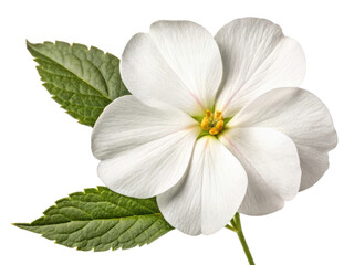 Beautiful impatiens flower with delicate white petals and vibrant green leaves showcases nature elegance and charm