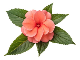 Vibrant impatiens flower blooms gracefully among lush green leaves, showcasing its delicate petals and inviting beauty