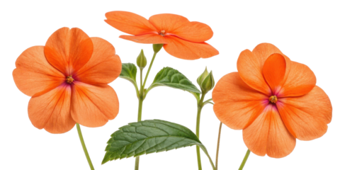 Beautiful impatiens flowers bloom in vibrant orange hues, showcasing their delicate petals and lush green leaves