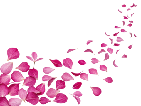 Beautiful pink impatiens flower petals gracefully scatter, creating vibrant and delicate trail that evokes sense of tranquility and beauty