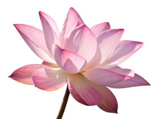 Fototapeta premium Beautiful lotus flower blooms gracefully with delicate pink petals radiating elegance and tranquility