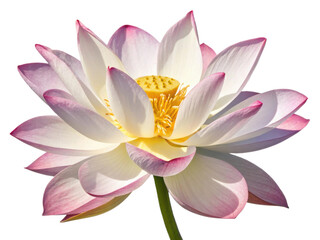 Beautiful lotus flower blooms gracefully with delicate petals in shades of pink and white, radiating tranquility and elegance