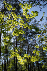 Fresh green maple foliage in backlight in spring in the forest.
