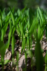 Lilies of the valley in the forest, spring, spring bloom, fragrant flowers,
