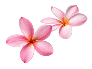 Fototapeta premium Beautiful plumeria flowers bloom with soft pink petals and vibrant yellow centers, creating serene and calming atmosphere