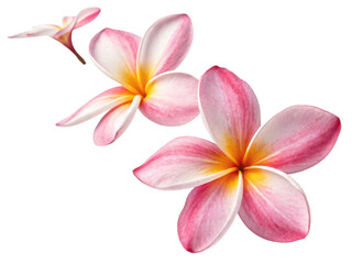 Fototapeta premium Plumeria flowers bloom in vibrant colors showcasing their delicate beauty and charm, perfect for adding touch of nature elegance