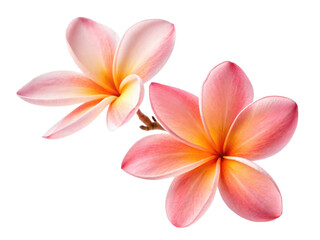 Fototapeta premium Plumeria flowers bloom in vibrant colors showcasing their beauty and elegance, perfect for adding touch of nature to any setting