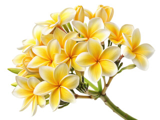 Obraz premium Beautiful cluster of plumeria flowers showcases vibrant yellow petals, radiating warmth and joy in any setting