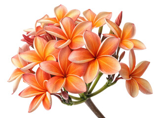 Fototapeta premium Beautiful plumeria flowers bloom in vibrant shades of orange and yellow creating stunning display of nature artistry