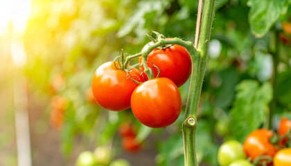 Ripe red tomatoes grow on vine, basking in warm sunlight, showcasing their vibrant color and freshness. This captures essence of fruitful garden