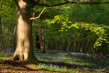 A mature beech tree in bluebell woodland on the hiigh weald near mountfield in east Sussex south east  England UK