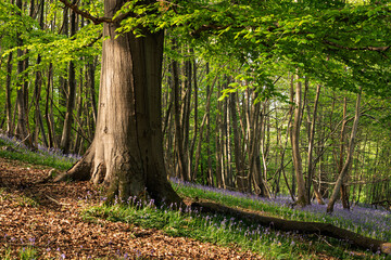 A mature beech tree in bluebell woodland on the hiigh weald near mountfield in east Sussex south east  England UK