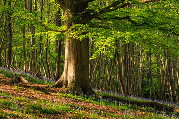 A mature beech tree in bluebell woodland on the hiigh weald near mountfield in east Sussex south east  England UK