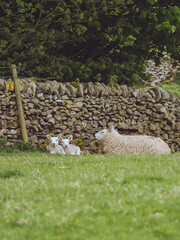 A pair of cute lambs lying down next to their mother