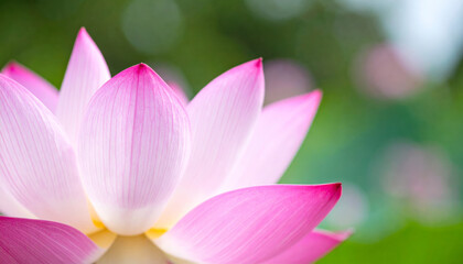 Fototapeta premium close up of beautiful pink lotus flower showcases its delicate petals and vibrant colors, evoking sense of tranquility and natural beauty. soft background enhances flower elegance