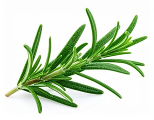 Fototapeta premium Fresh Rosemary Sprig Against White Background