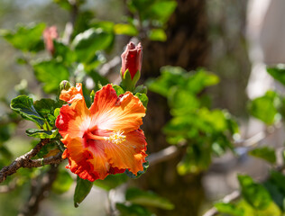 Hibiscus blooming in Funchal, Madeira
