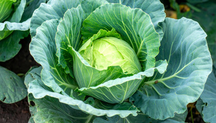 Obraz premium Fresh green cabbage with tightly packed leaves growing in garden, showcasing its vibrant color and healthy appearance. This captures essence of organic farming and nature bounty
