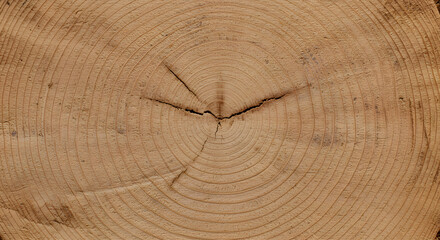 Cross Section of a Tree Trunk Showing Growth Rings