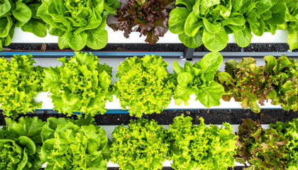 Fresh lettuce varieties in vertical farm setting showcase vibrant greens and rich textures, highlighting sustainable agriculture practices and innovative farming techniques