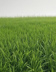 Obraz premium Patch of bright green grass, perfectly isolated, clean white background , color, outdoor