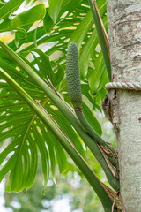 Monstera Deliciosa with Fruit at Funchal Botanical Garden, Madeira © Niklas