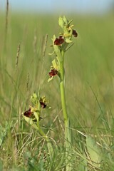 Blühende Spinnen-Ragwurz (Ophrys speghodes ssp. speghodes).