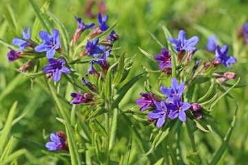 Blauroter Steinsame (Aegonychon purpurocaeruleum)