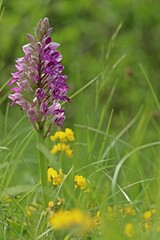 Helm-Knabenkraut (Orchis militaris).