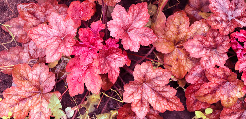 Calm fall season. Red leaves adorn beautiful autumn flower bed. Horizontal banner, featuring the...