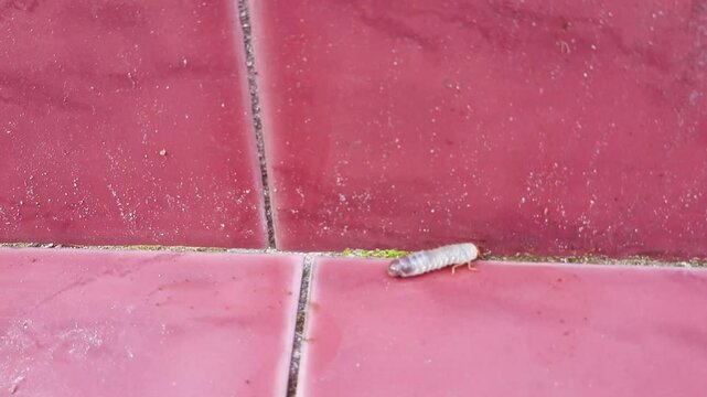 Closeup of Diloboderus abderus larva crawling on a red ceramic floor-tile. The white, segmented grub is commonly found in soil and known as an agricultural pest