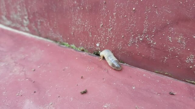 Diloboderus abderus Larva on Red Ceramic Tile