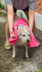 Human showering the white stray dog with water hose