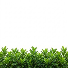 Obraz premium Green hedge isolated on a white background.