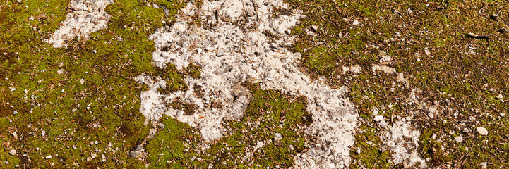 Panoramic image. Moss on stone floor