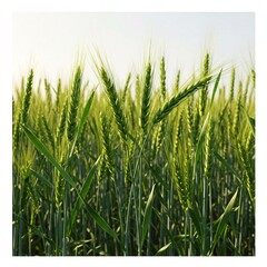 Obraz premium A close-up view of a field of young, green wheat stalks