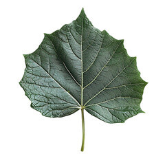 Obraz premium green leaf isolated on white