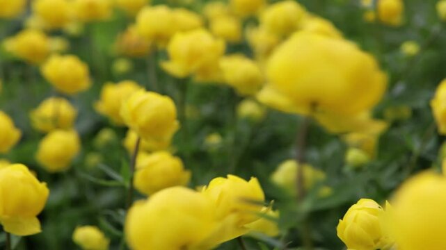 Pr&auml;chtiger Spanischer Felberich, Lysimachia ephemerum, Anfang Mai in voller Bl&uuml;te