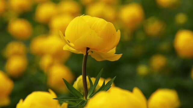 Pr&auml;chtiger Spanischer Felberich, Lysimachia ephemerum, Anfang Mai in voller Bl&uuml;te
