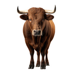 Brown bull with sharp horns isolated on white background