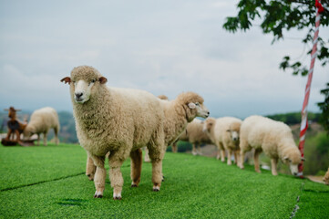 A group of sheep grazes on a lush green field under a cloudy sky, with one sheep standing prominently in the foreground.