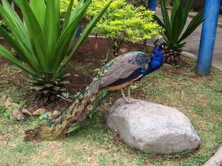 Naklejka premium pfau vogel natur tier zoo