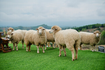 A group of fluffy sheep standing on green grass in a scenic outdoor landscape with hills in the background.