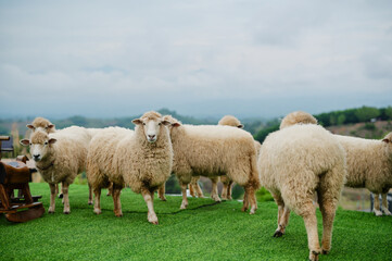 A group of sheep standing on green grass in an open, scenic outdoor area with a cloudy sky in the background.