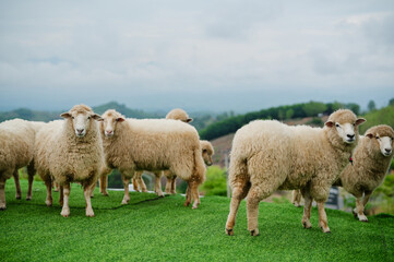 A small flock of sheep stands on a grassy hill with a scenic, cloudy landscape in the background.